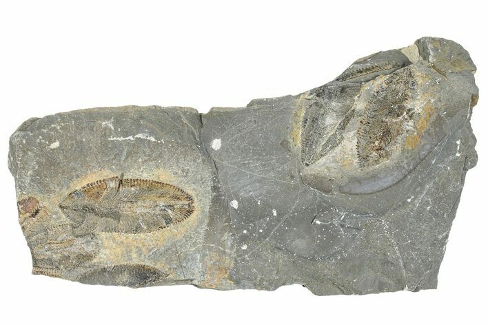 Plate of Ordovician Graptolite (Phyllograptus) Fossils - Utah #271716